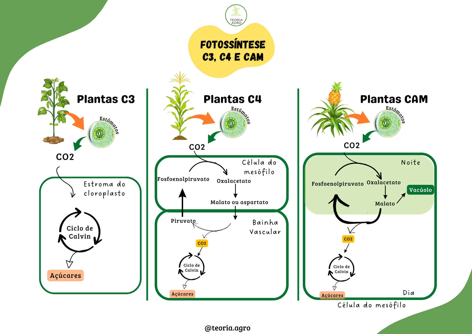 Plantas C3, C4 e CAM