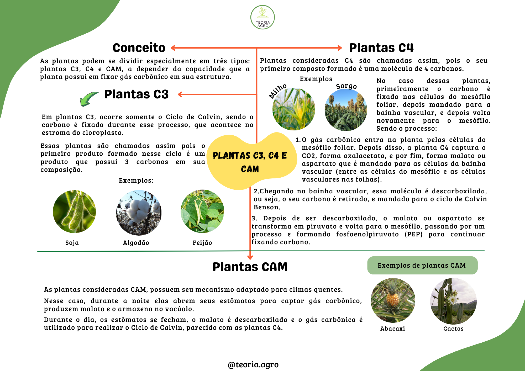 Plantas C3, C4 e CAM